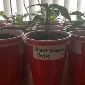 Giant Jalapeno Growing in Double Cup Method