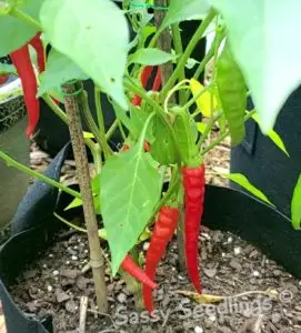 Cayenne Pepper Plant