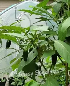 Jalapeno Plant