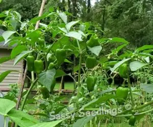 Pepperoncini Plant