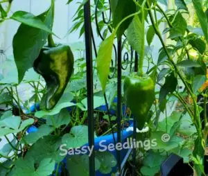 Poblano Pepper Plant