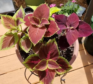 Coleus Plant