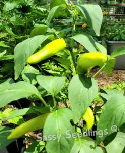 Hot Banana Pepper Plant